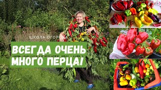 видео: Перца будет много всегда, если соблюдать эти правила! Выращивание перца от и до картинка: Перца будет много всегда, если соблюдать эти правила! Выращивание перца от и до