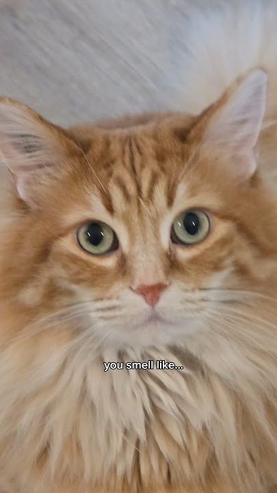 Phew... that was a close one 😅 #cat #cuteanimal #cutecat #funnycats #cute #catvideos #catshorts #pet