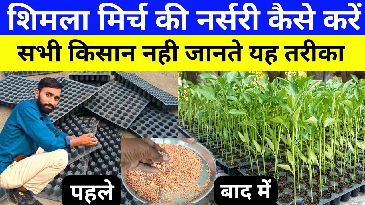शिमला मिर्च की नर्सरी कैसे तैयार करें//shimla mirch ki nursery//shimla mirch ki kheti kaise karen