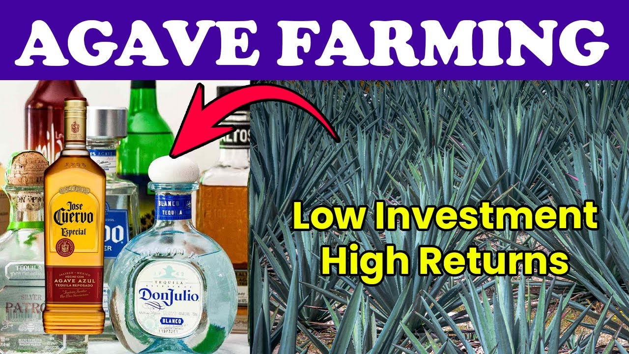 Agave Agriculture Unveiled: Cultivating Liquid Gold for a Sustainable Future