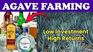 Agave Agriculture Unveiled Cultivating Liquid D For A Sustainable Future