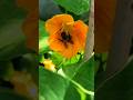 Bumblebee doing its job in the summer - slow mo