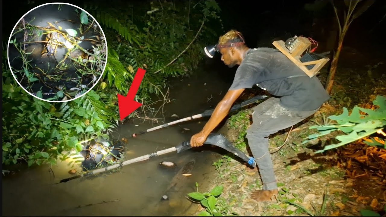 nyetrum ikan gabus besar. lihat saat kena setrum