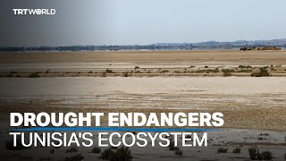 Drought threatens ecosystem and birds in Tunisia