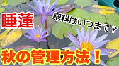 熱帯性スイレンの育て方 増やし方 Youtube