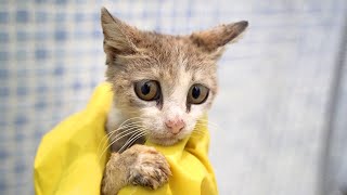 Starving And Sick Cat Begs For Help On The Street