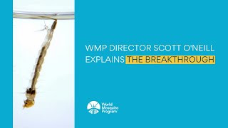 #WorldMosquitoDay - WMP Director Scott O'Neill explains the breakthrough