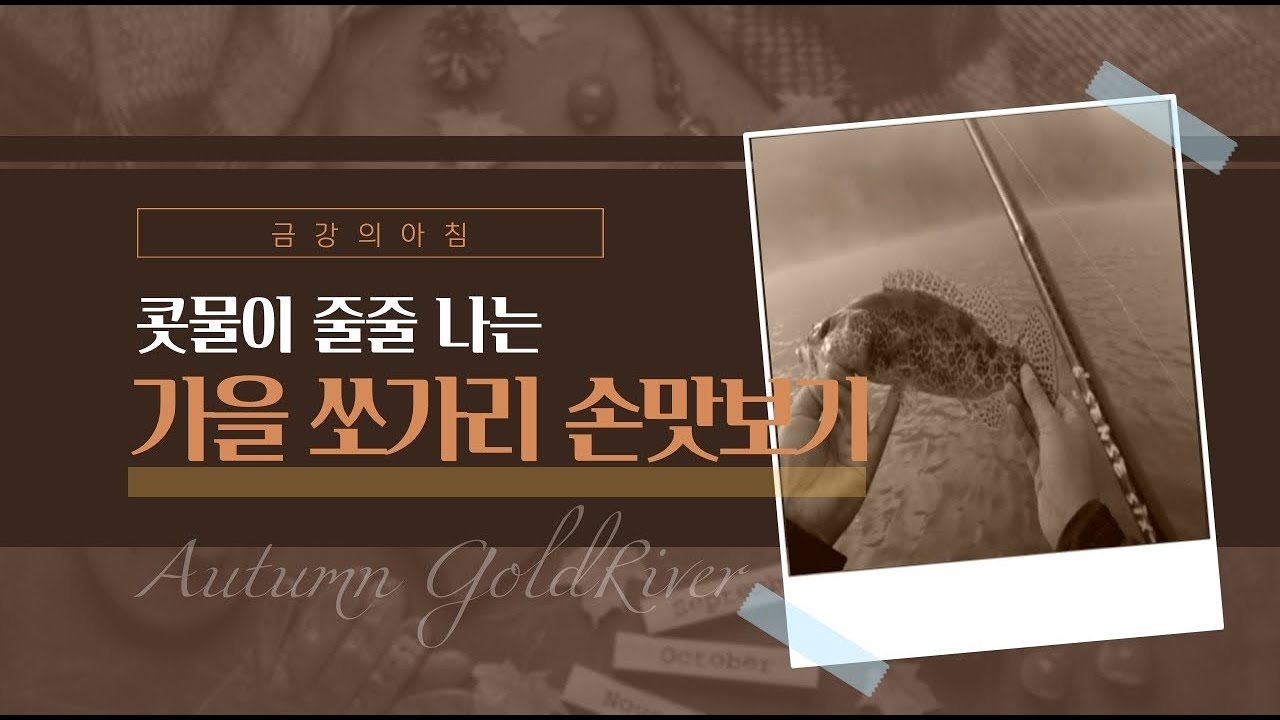 [모닝쏘가리/가을바람/안개미스트] 흐르는 콧물과 맞바꾼 금강 가을쏘가리!!