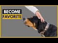 How Rottweilers Choose Their Favorite Person