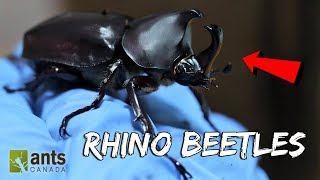 I Raised Massive Rhino Beetles