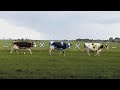 Ramtineiem Asab K I Official Music Video Ramtineiem Asab K I Official Music Video