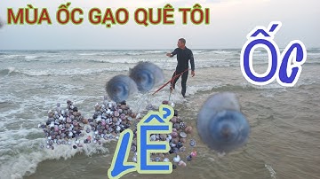 CÀO ỐC GẠO( ỐC LỂ) ĐỘC LẠ CỦA NGƯ DÂN QUẢNG NAM