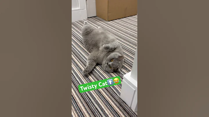 Video 11237401: british blue shorthair cat