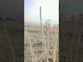 #shortvideo #village #farming #shorts