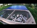 Building a chicken tractor and moving the meat birds