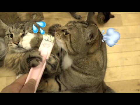 平等に食べられない猫たちのおやつの時間 @10Cats