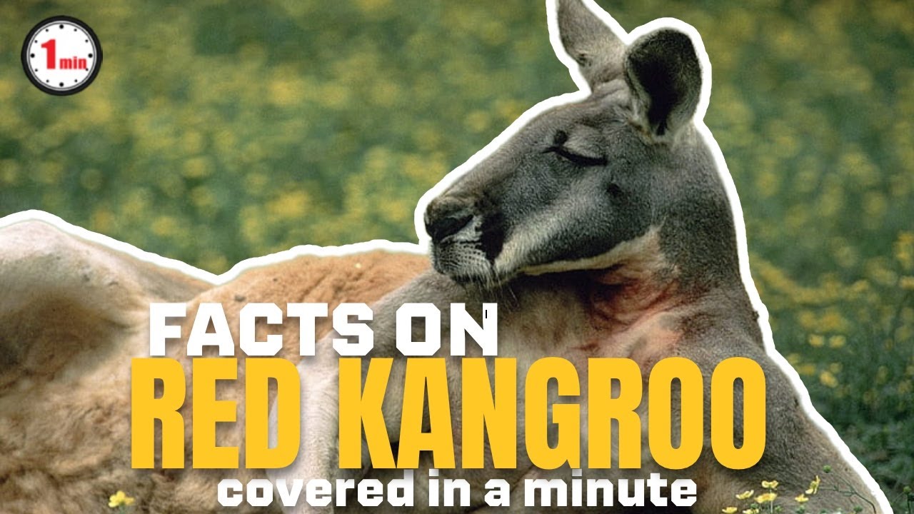The Boxing Red Kangaroo! Red Kangaroo in 1 Minute AnimalSnapz YouTube