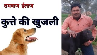 dog ki khujli ka ilaj /desi ilaj /gharelu upchar /कुत्ते की खुजली का रामबाण ईलाज /animal guruji