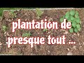 Plantations au potager du mois de mai