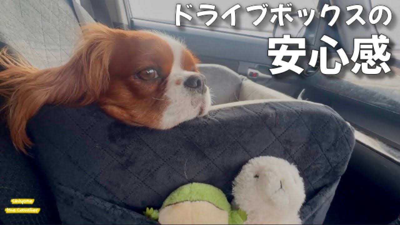 【Lealchum】新しいドライブボックスが嬉しくて、歩けなくなるまで小樽をさんぽ【北海道暮らし キャバリア】