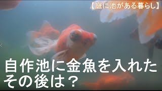 【自作池のその後】2020年1月完成から2月に金魚を入れて3月、金魚は元気に暮らしてるのかな？