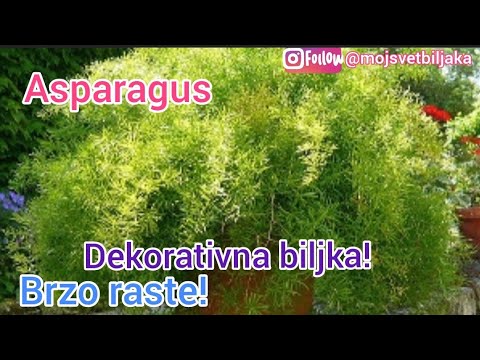 Video: Savjeti za rezanje biljaka šparoga