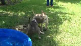 Peggy Adams Rescue League Play Groups