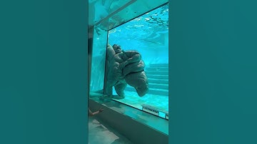 This aquarium is weird #cursed #ai