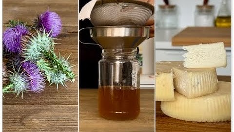 how to Make Rennet for Cheese 🧀  from Wild Thistle