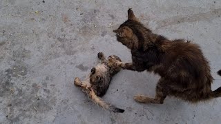 Mother Cat rejects her own Kitten and beats It.