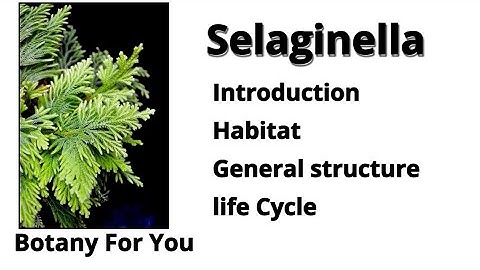 What is Selaginella| Introduction, habitat, structure and Life cycle| Botany For You
