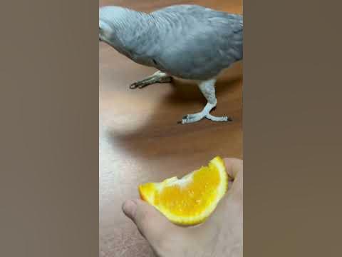 Любит ли жако апельсин? - YouTube
