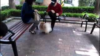 Teacup Puppies Modeldog