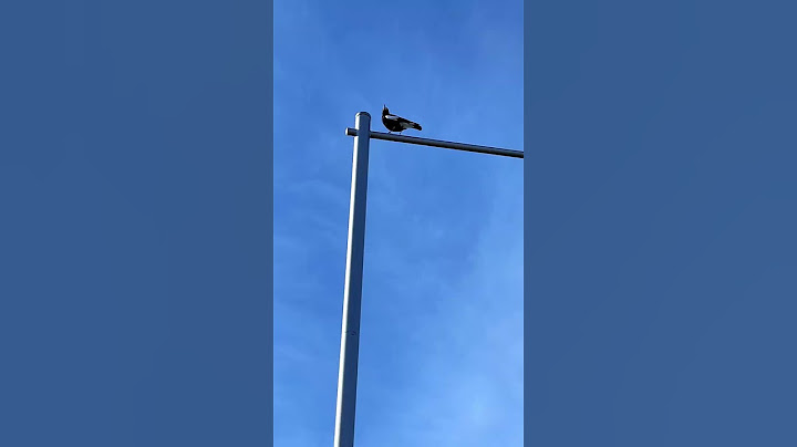 Magpie Stretching Its Wings After Missing a Hit from a Car#birds#magpie