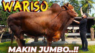 WARISO SETIA FARM KELUAR KANDANG, SEMUA SAPI BERI HORMAT! NI MOMENT LANGKA BANGET!