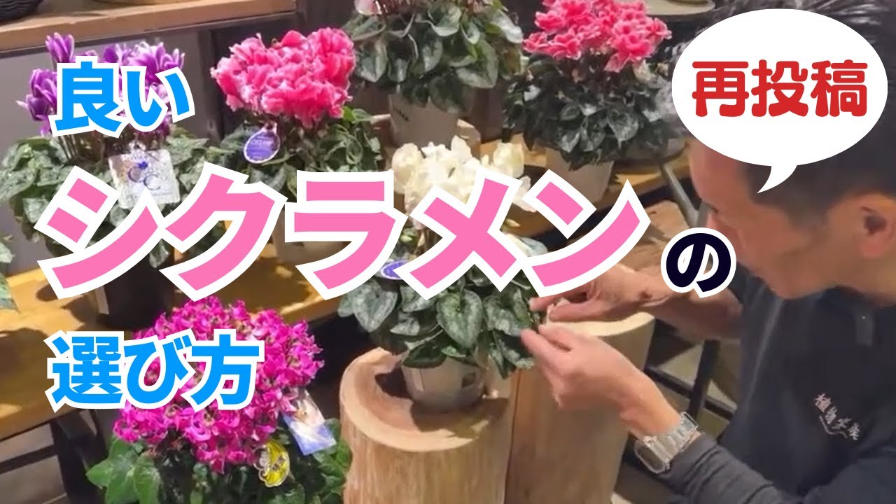 再投稿】シクラメンの選び方! - YouTube 再投稿】シクラメンの選び方! - YouTube