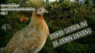 Download lagu SUARA PIKAT KOKOKAN AYAM KASINTU BETINA SANGAT AMPUH