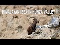 Himalayan Ibex in Pakistan