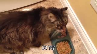 101 SUPER Weird Cats _ AFV Funniest Cat Videos 2018