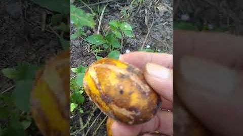 Dạo vườn hái cóc thái chín cây 