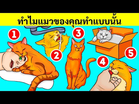 นี่คือเหตุผลที่แมวของคุณชอบอ่างล้างมือและกล่อง