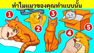 นี่คือเหตุผลที่แมวของคุณชอบอ่างล้างมือและกล่อง