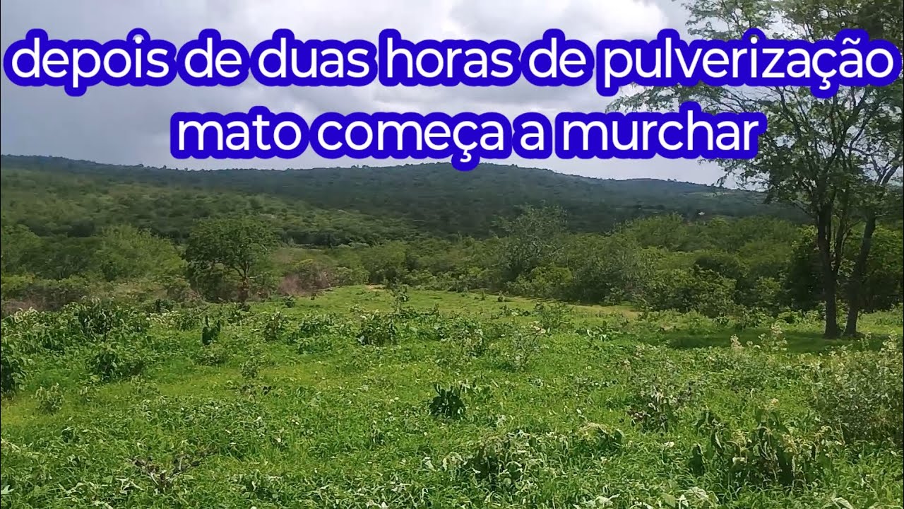 O mato começa a murchar depois de 2 horas dá pulverização