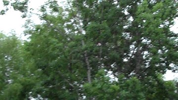 Blade MCP X, Inverted Flying and flips