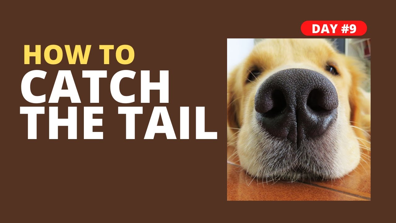 😀Funny Journal Of Cats And Dogs 