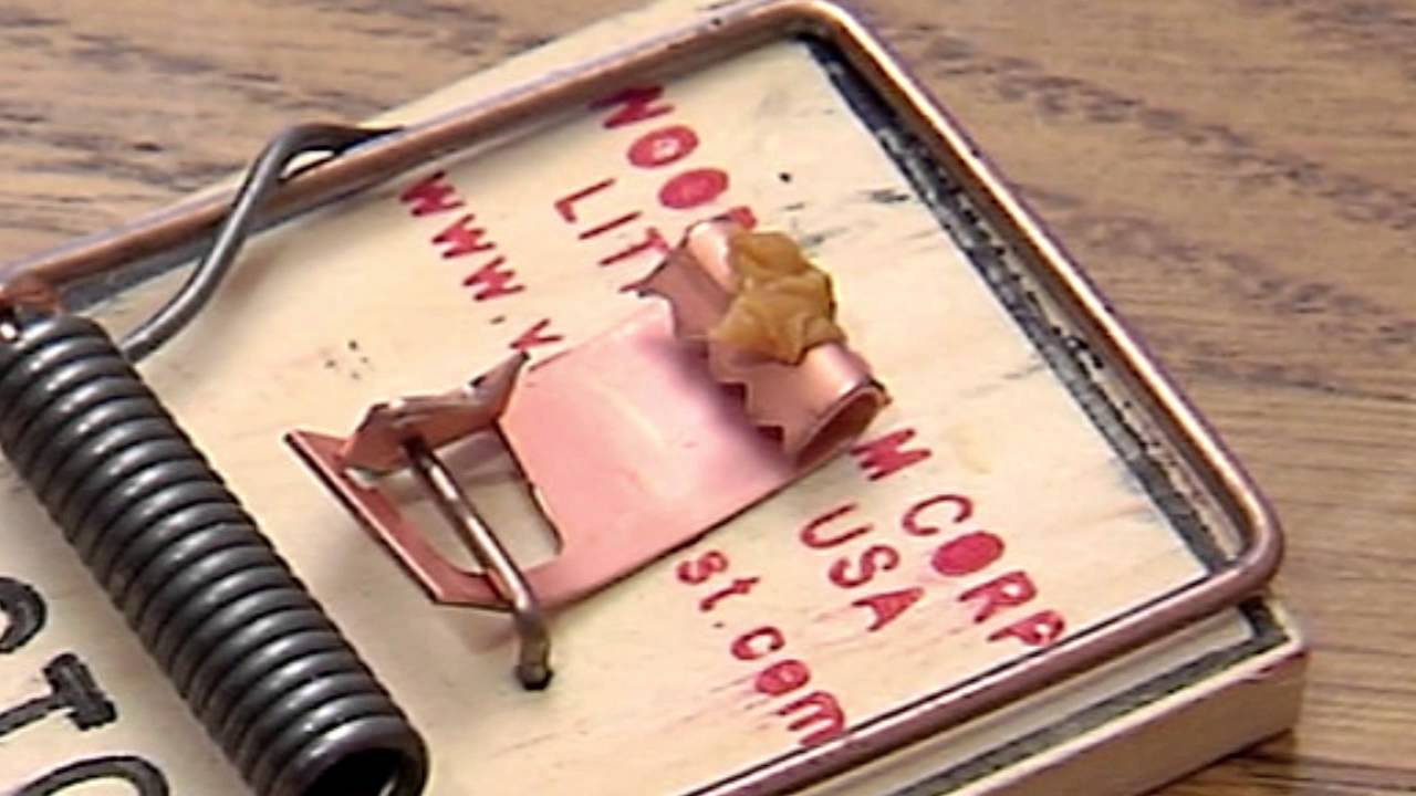 How To Adjust A Victor Mouse Trap
