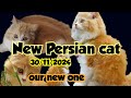 #Persiancat/#cat /#Persian cat unboxing/#our new Persian cat/new Persian cat activity/#persiancat