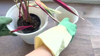 Stromanthe Triostar Repot