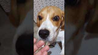 Are beagles aggressive?