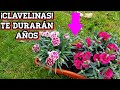 Clavelinas siempre hermosas con estos cuidados! 💐 Cuidar Clavel chino en maceta (Dianthus clavelin)